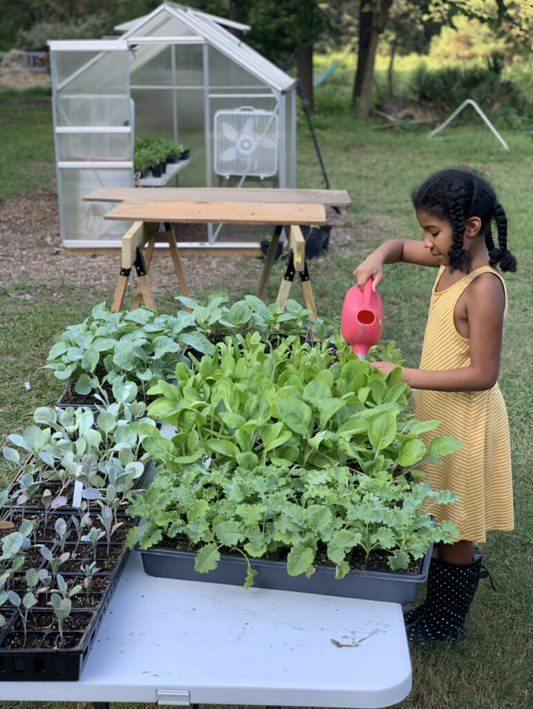 allie watering starts