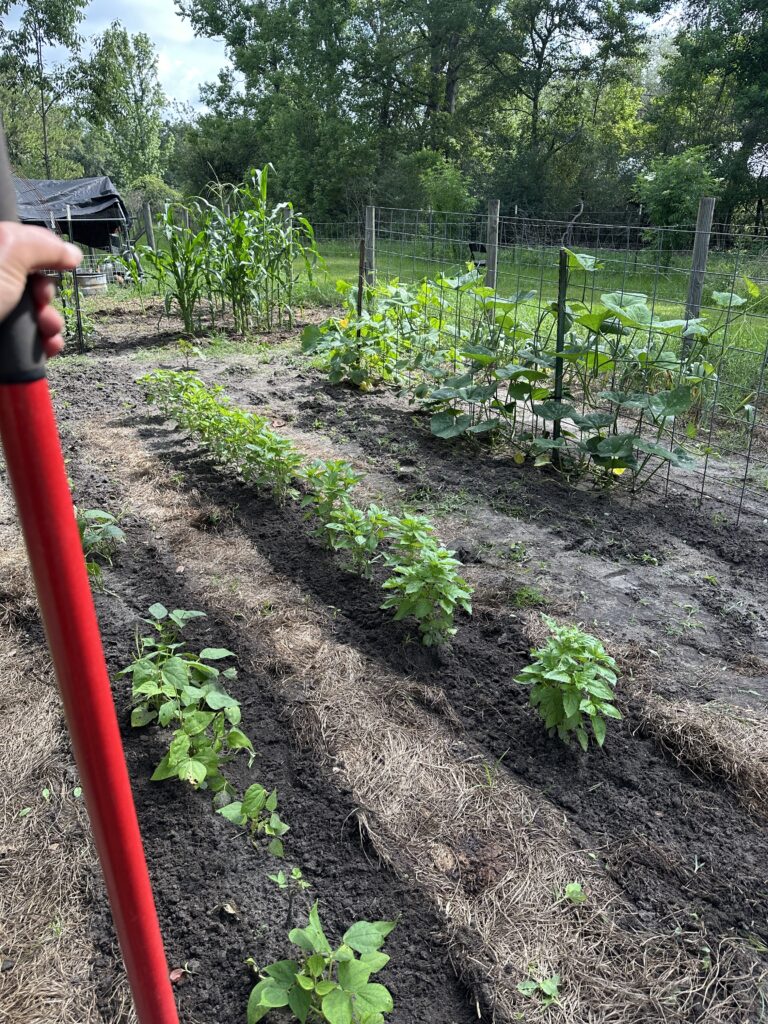 garden