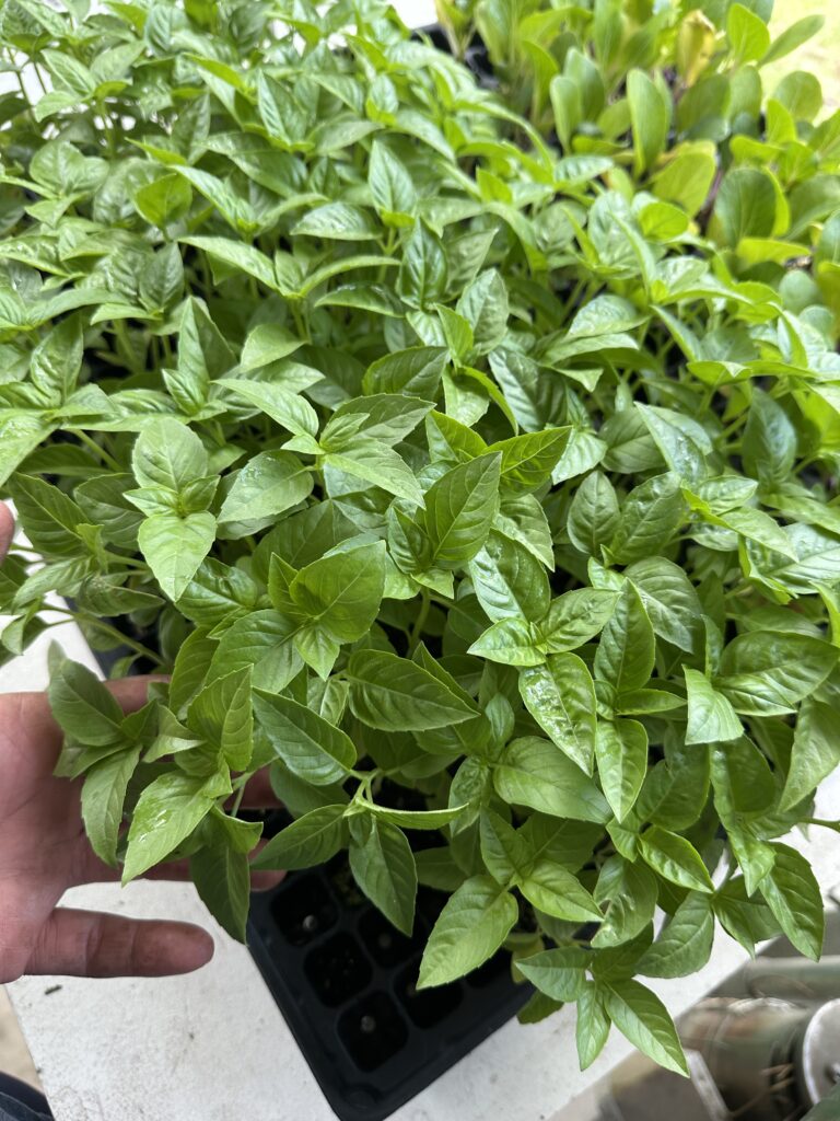 genovese basil
