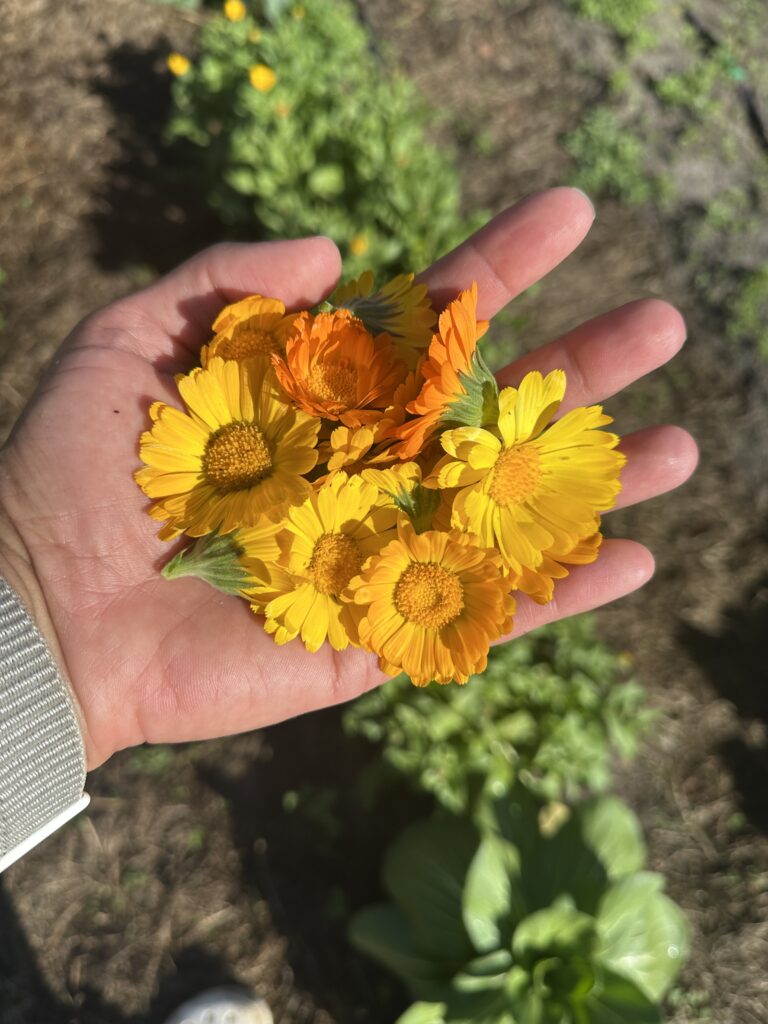 calendula flowers